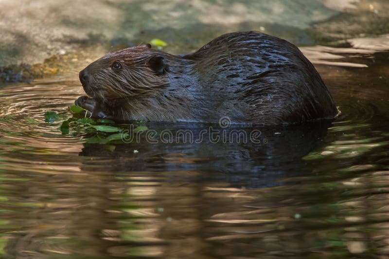 North American beaver Castor canadensis, also known as the Canadian beaver.