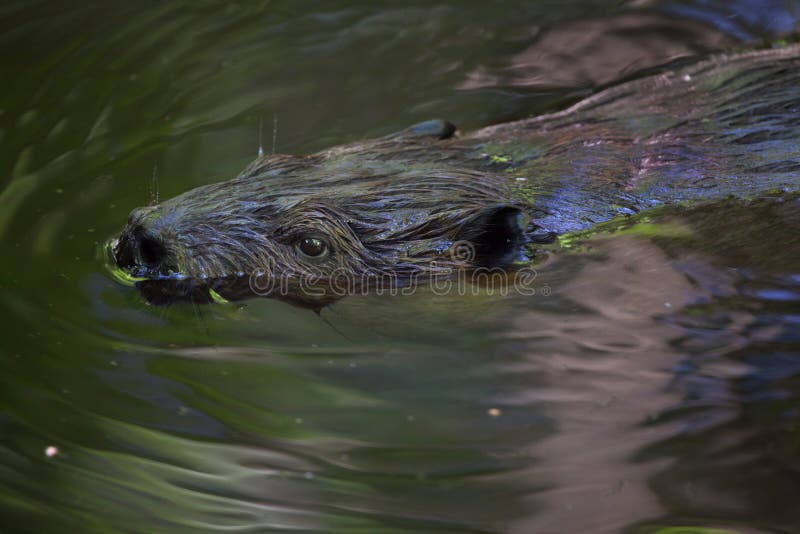 North American beaver Castor canadensis, also known as the Canadian beaver.