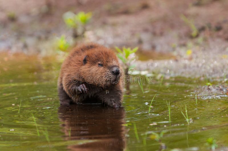 North American Beaver Castor canadensis Kit Water Drips Off Face - captive animal