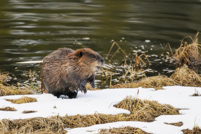 North American Beaver stock image. Image of rodent, mammal 36483481