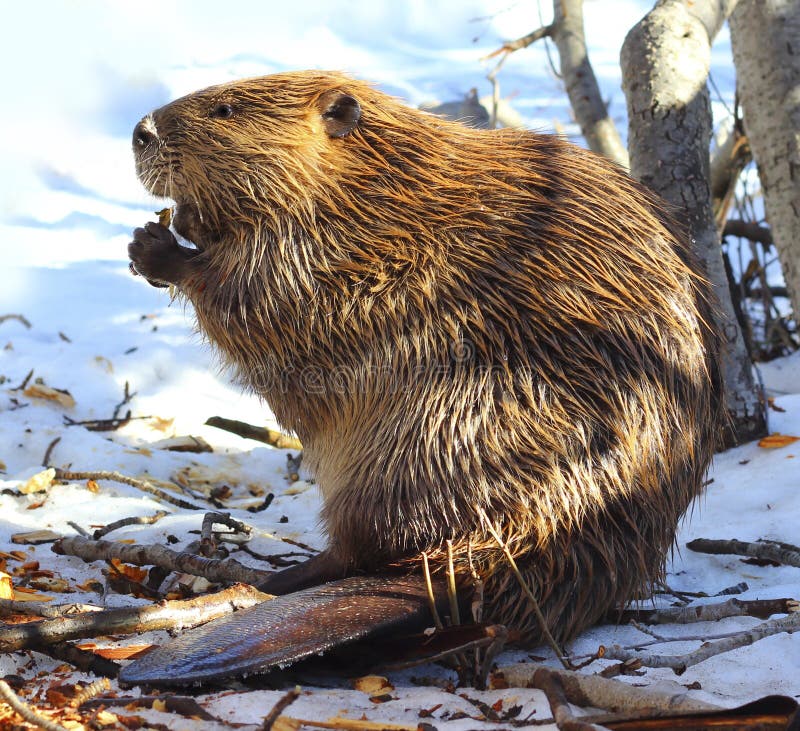 Norte Americano castor comer en la nieve.