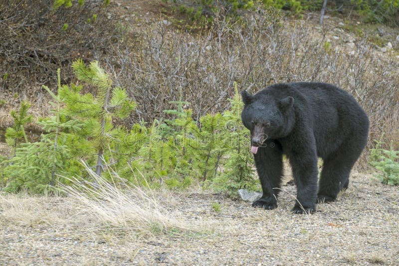 North American Black Bear #2 Stock Photo - Image of mammal, american