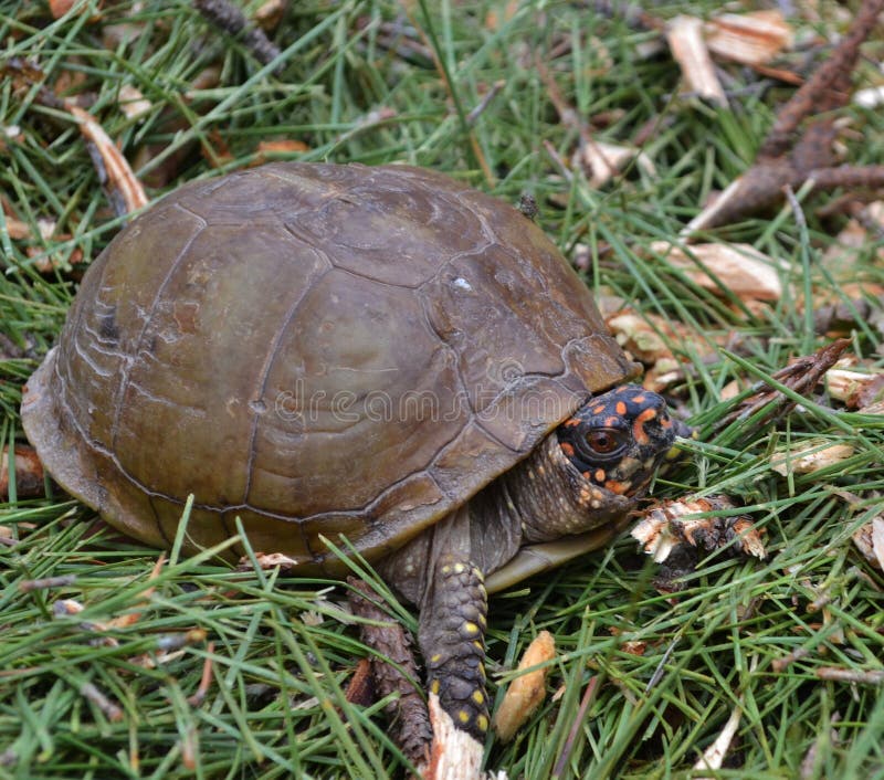 North American Box Turtle II Stock Image Image of straw, spotted