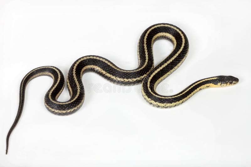 North American common Garter snake