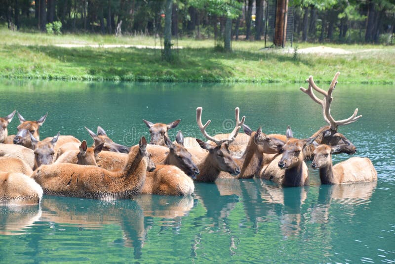 North American Elk in Water at the Wild Safari Drive-Thru Adventure at Six Flags Great Adventure in Jackson Township, New Jersey USA