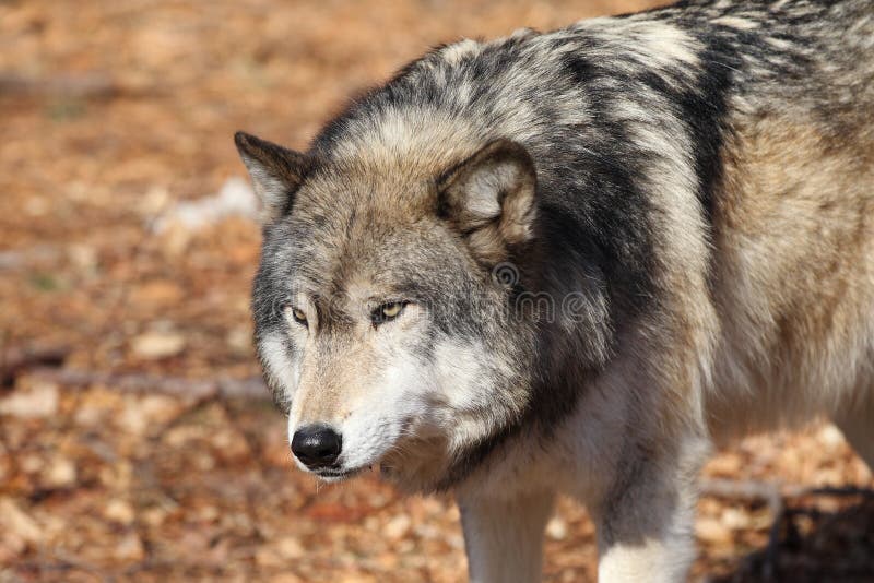 North American Gray Wolf Stock Image Image Of Wolf Tundra 23510731