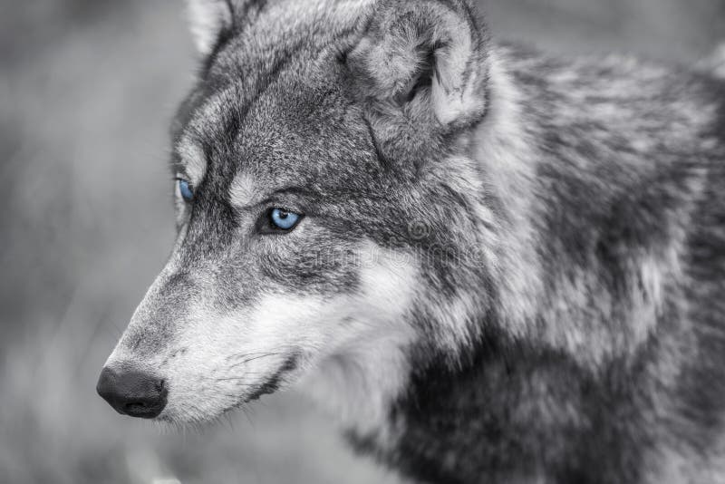 North American Gray Wolf WIth Blue Eyes