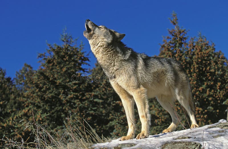 North American Grey Wolf Canis Lupus Occidentalis Group Eating Prey