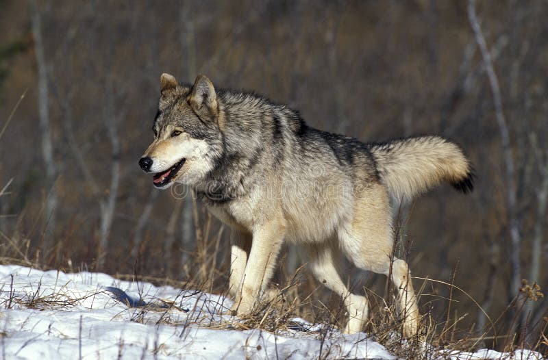 LOUP DU CANADA Canis Lupus Occidentalis Stock Photo - Image of outdoor ...