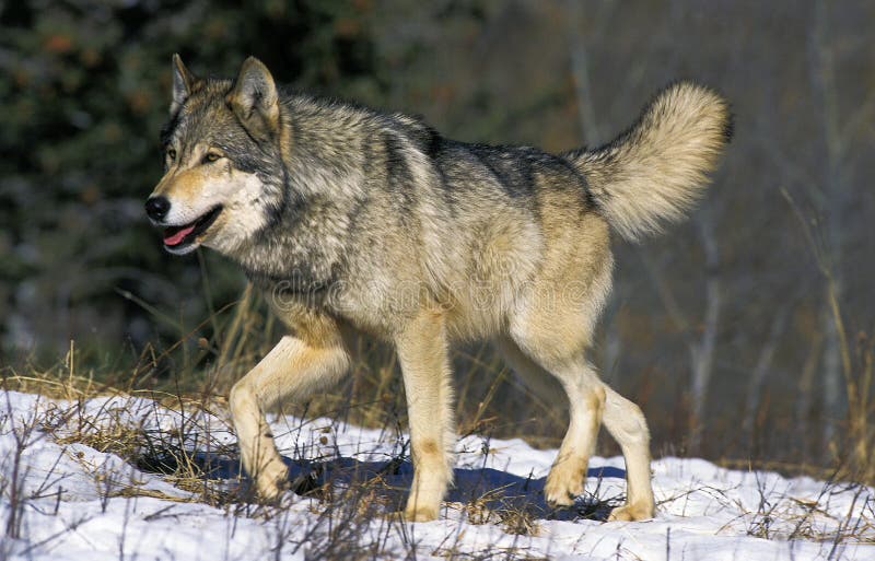 North American Grey Wolf, Canis Lupus Occidentalis, Portrait Of Adult ...