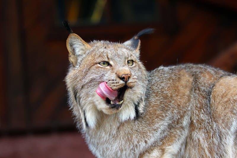 North American Lynx stock image. Image of carnivores 25781997