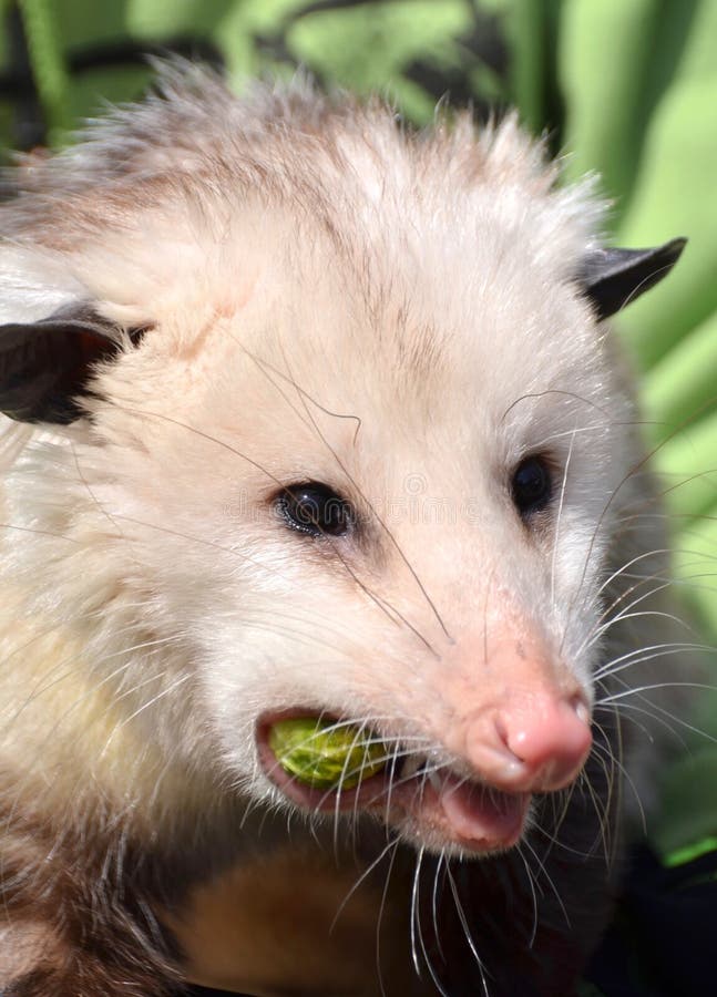 Opossum Eating Photos - Free & Royalty-Free Stock Photos from Dreamstime
