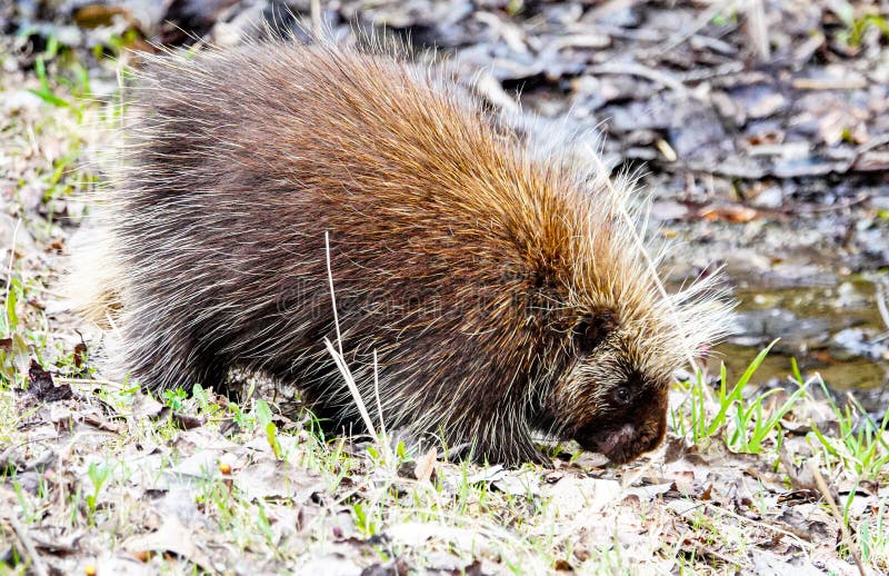 north american porcupine range