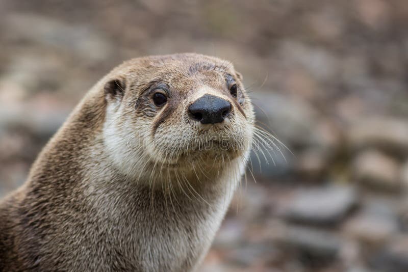 North American River Otter, Adorable, Lovable, Friendly and Clever ...