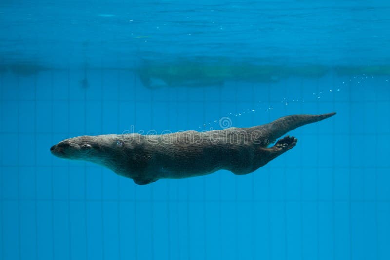 North American river otter Lontra canadensis