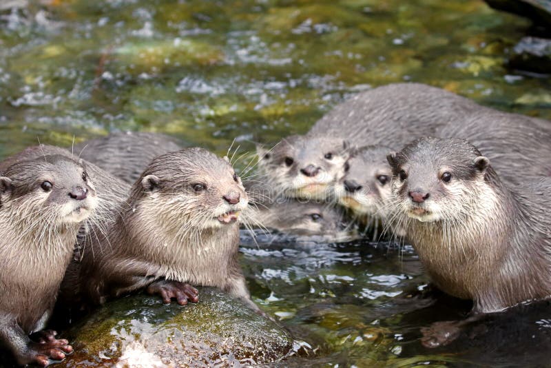 North American RIVER OTTER Lontra canadensis