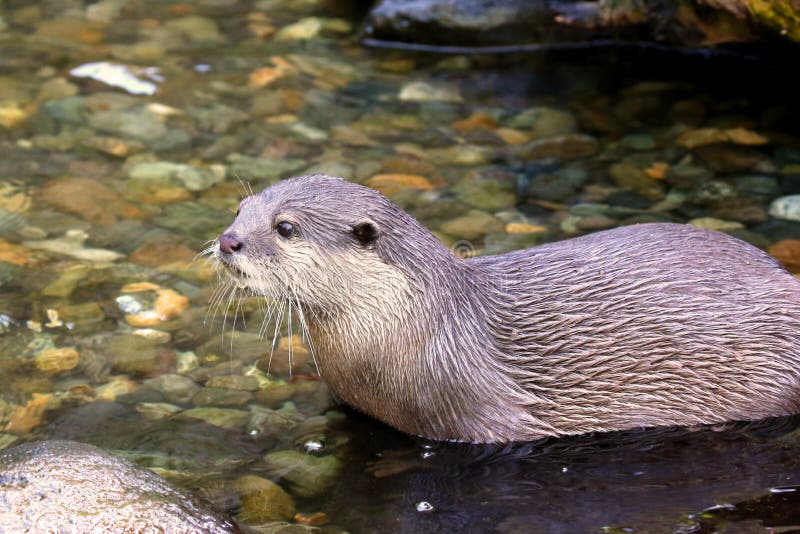 North American RIVER OTTER Lontra canadensis