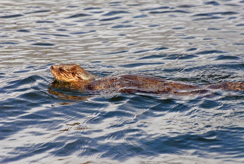 North American River Otter Swimming in the Water Stock Photo Image of