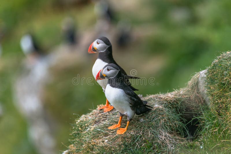 North Atlantic ocean puffins at Faroe island Mykines, late summer stock image North Atlantic ocean puffins at Faroe island Mykines, late summer stock image