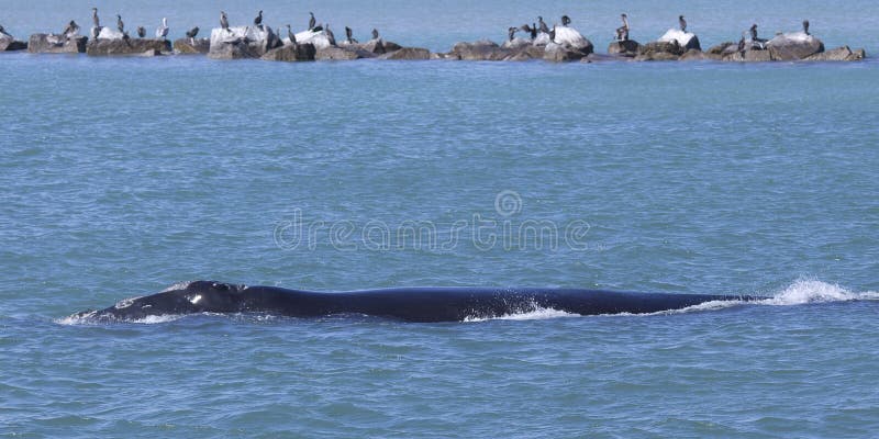 North Atlantic Right Whale - Clipper