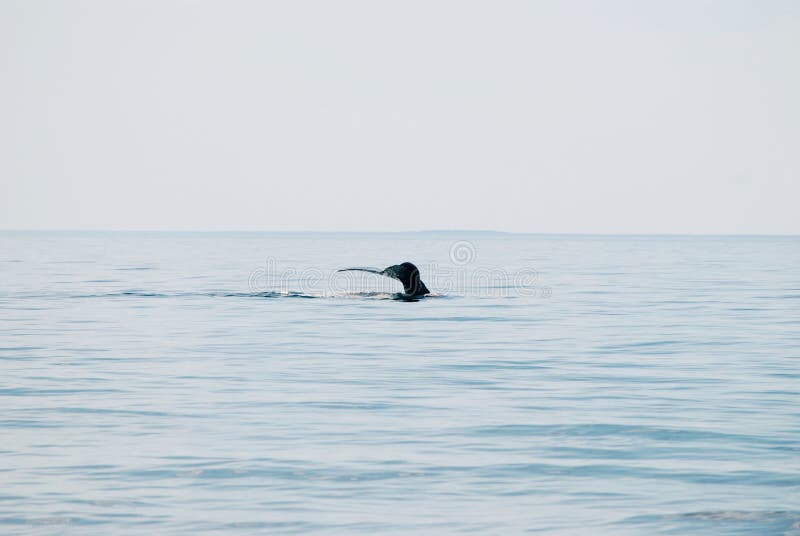 North Atlantic right whale