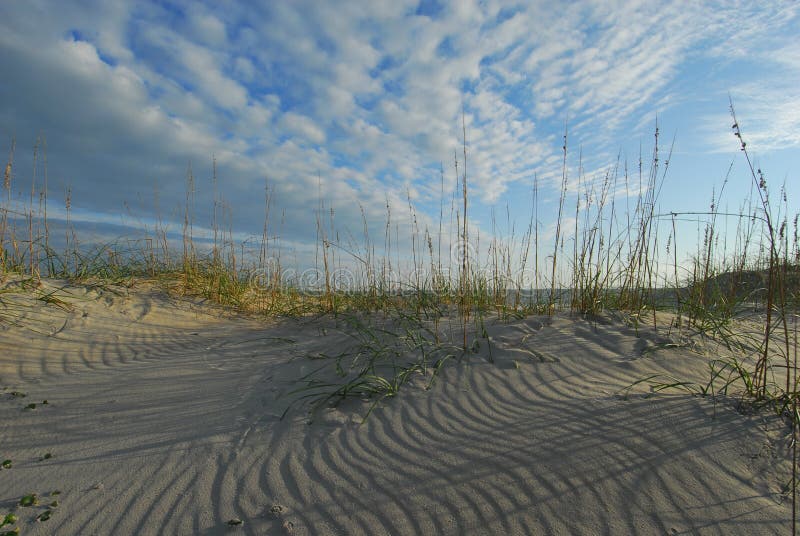 North Carolina Beach Coastal Dune and Sea Oats