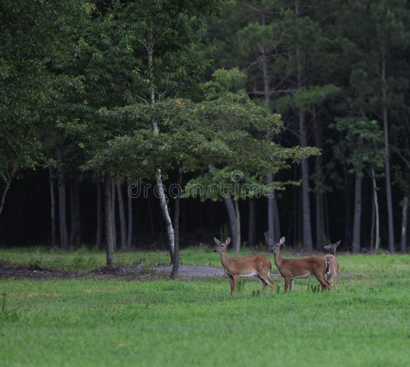 North Carolina Field with Deer Stock Image Image of wildlife, forest