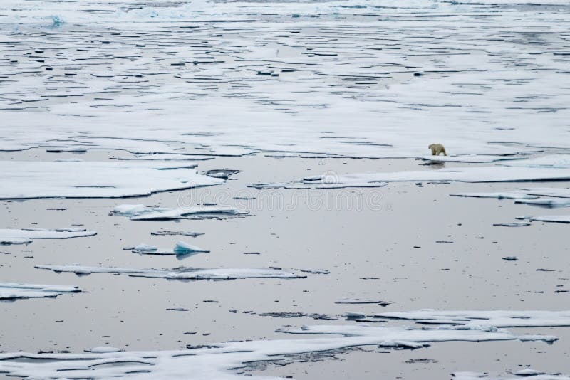North Ice edge at 82 41.01 degrees North with a polar bear walking in the background stock photo North Ice edge at 82 41.01 degrees North with a polar bear walking in the background stock photo