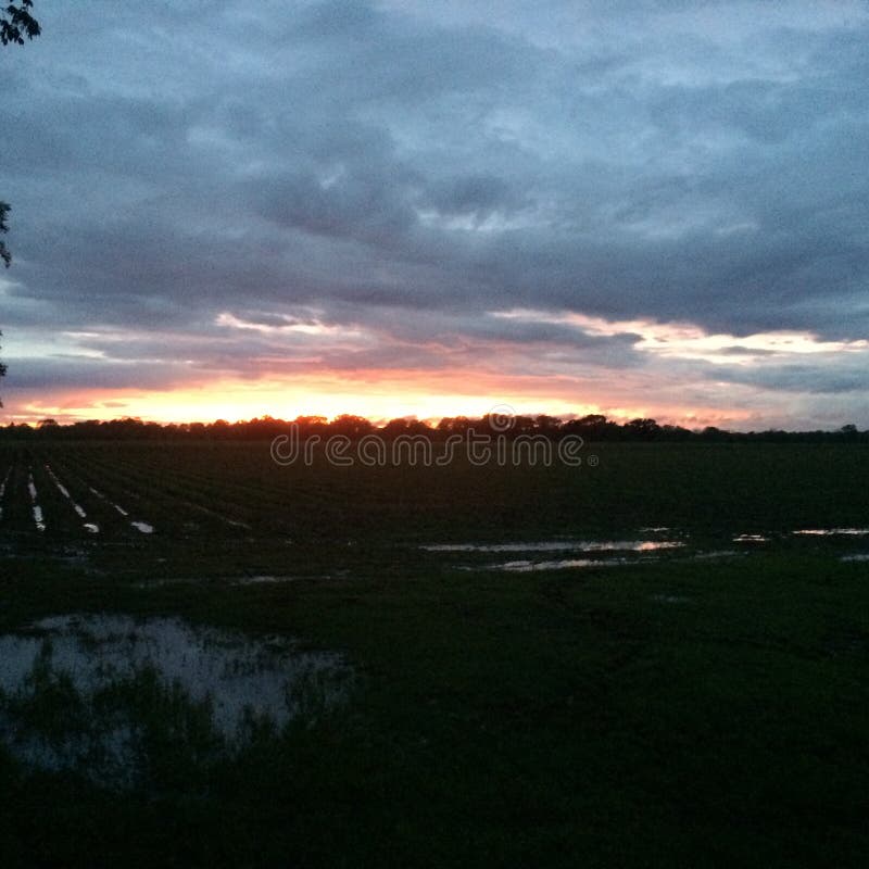North Louisiana Cotton Field Sunset Stock Photo Image of evening