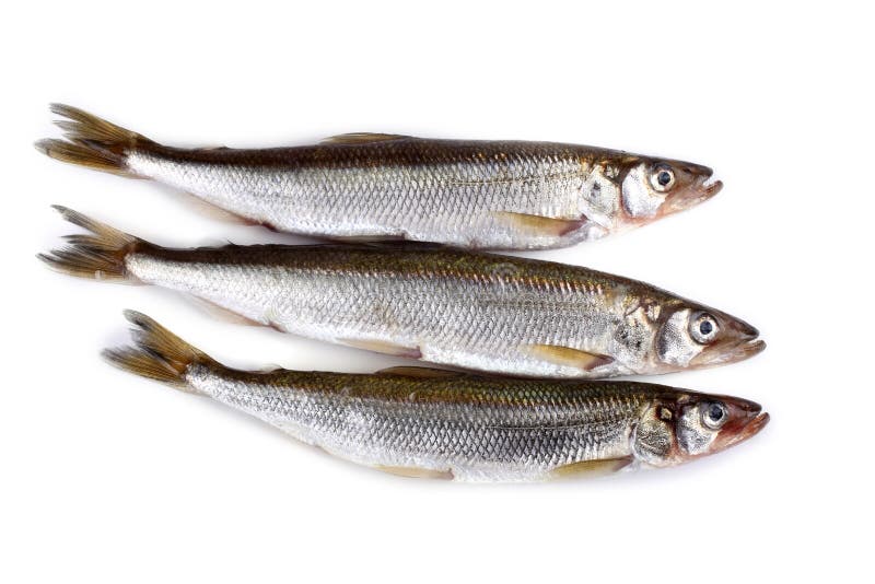 Smelt Fish Isolated on White. Big Pacific Smelt - Osmerus Mordax