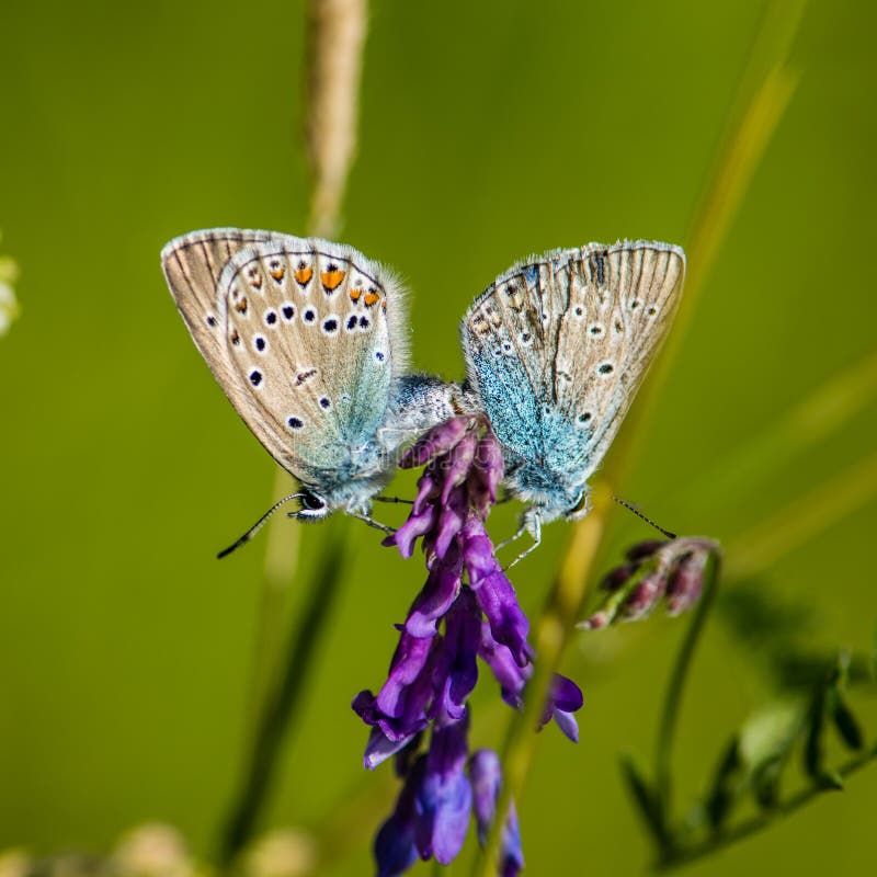 Northern Blue`s mating act on a flower