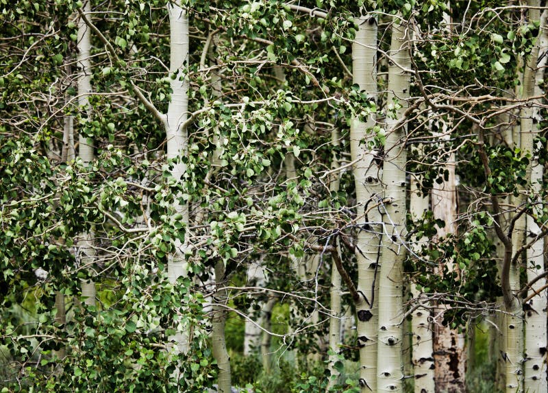 Northern California Birch Trees Stock Image Image of trees, northern