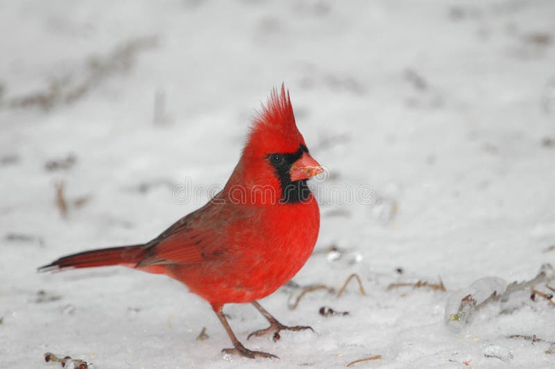 Northern Cardinal