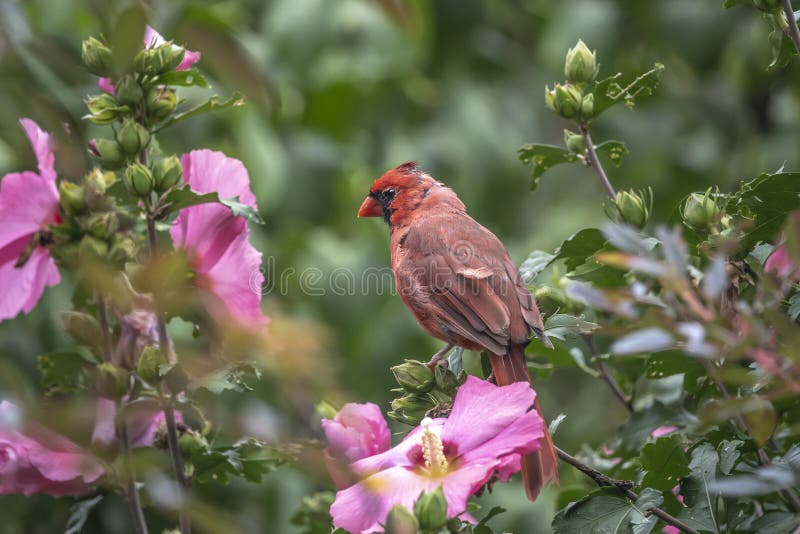 Northern cardinal ,Cardinalis cardinalis