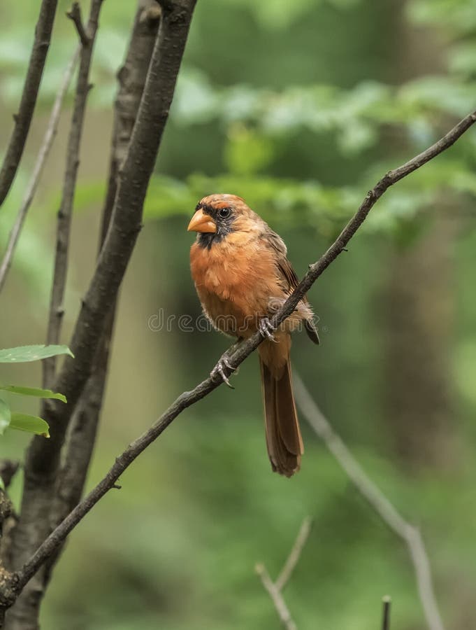 Northern cardinal ,Cardinalis cardinalis