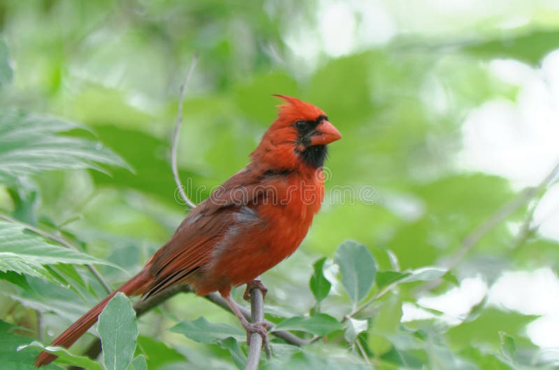 Northern Cardinal Perched among Some Green Leaves Stock Photo Image