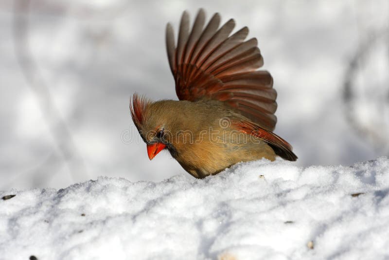 Northern Cardinal female