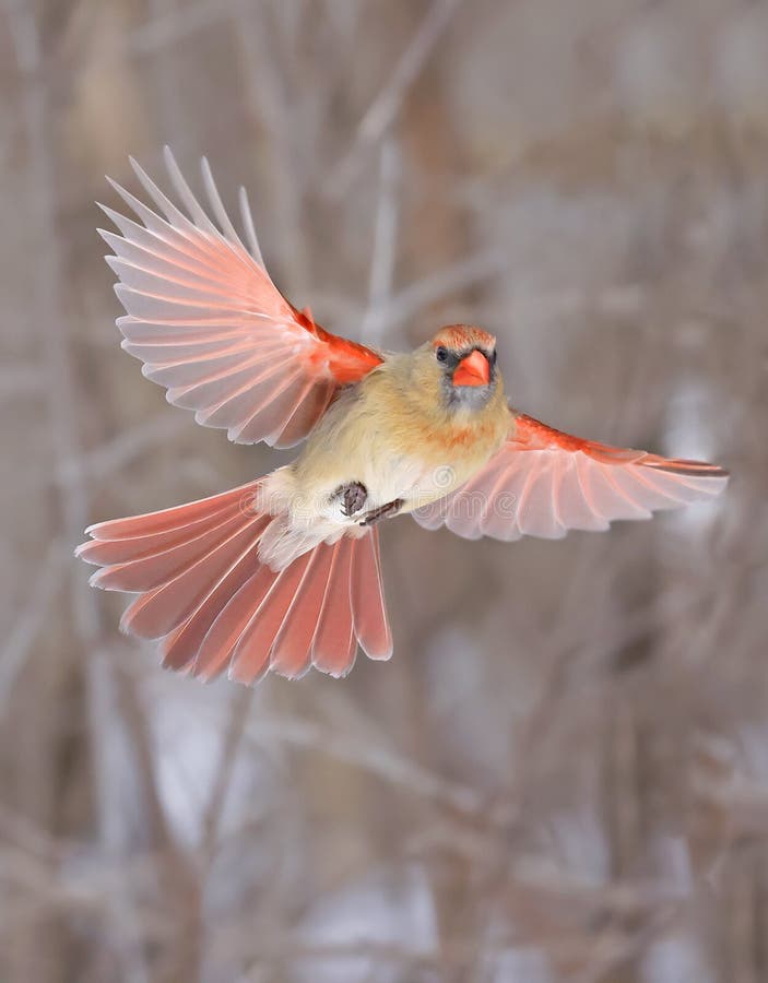 Northern Cardinal female flying