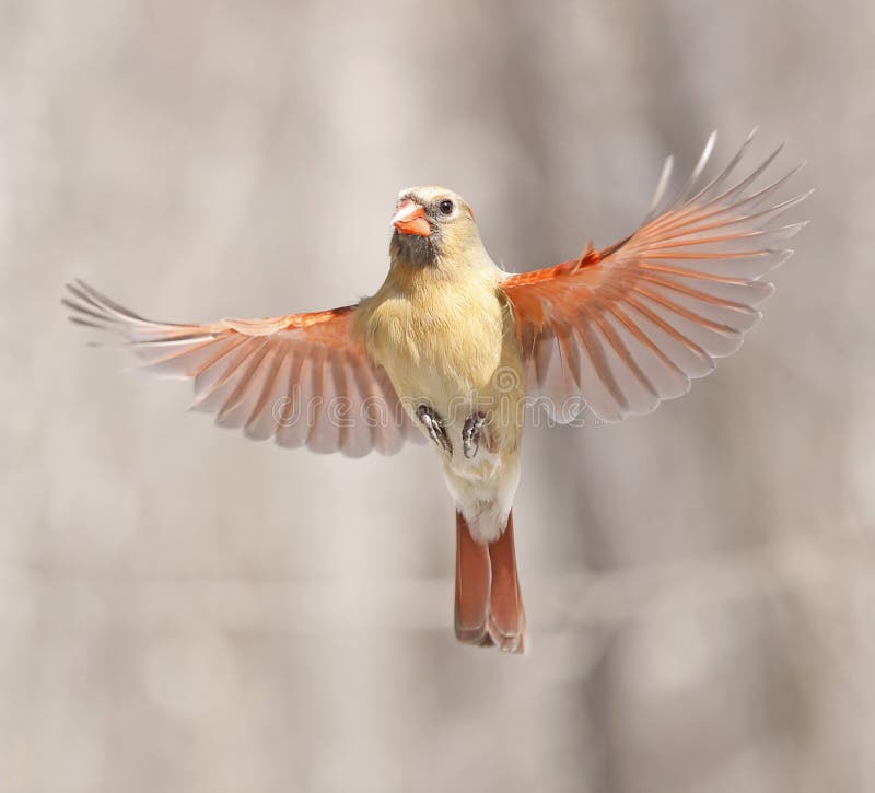 Northern Cardinal female flying