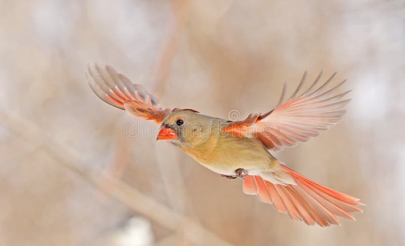 Northern Cardinal female flying with snowy trees on the background