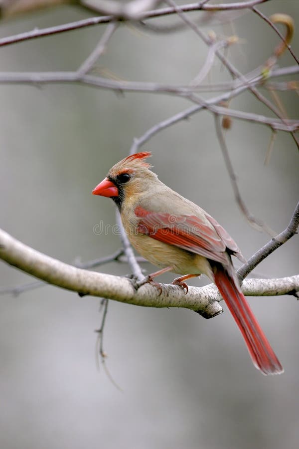 Northern Cardinal Female  700068