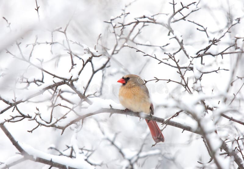 Northern Cardinal female perched on a branch in winter snowfall stock images Northern Cardinal female perched on a branch in winter snowfall stock images