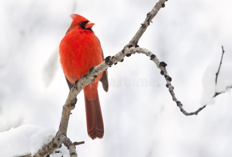 Northern Cardinal female sitting on a branch in winter  Quebec