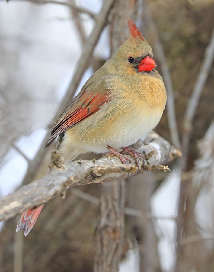 Northern Cardinal Female Sitting on a Tree Branch, Quebec Stock Image