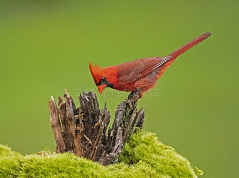 Red Cardinal sits on a stump looking for food.