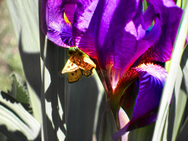 Summer Photography Purple Iris Flower Photography Iris Flower Photography Flower Photography Fine Art Photography