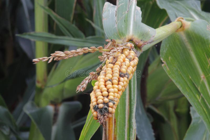 northern corn leaf blight