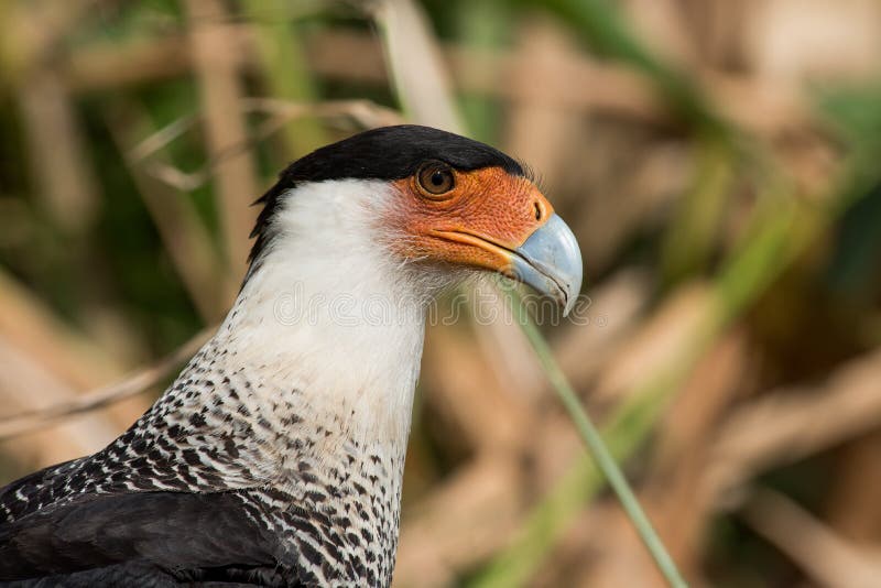 A Northern Crested Caracara Stock Image - Image of flight, bare: 63990923