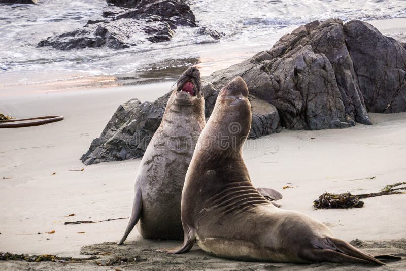 Northern elephant seals fighting during mating season on a beach near San Simeon, California royalty free stock images Northern elephant seals fighting during mating season on a beach near San Simeon, California royalty free stock images