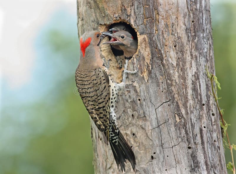 Northern Flicker